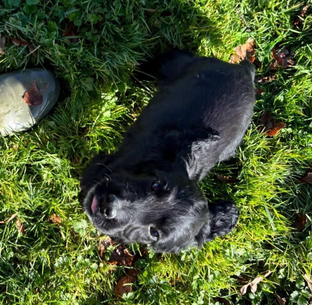 des Etangs de Dame Blanche - Chiot disponible  - Cocker Spaniel Anglais