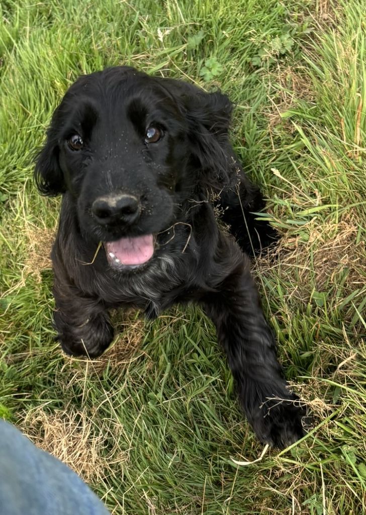 des Etangs de Dame Blanche - Chiot disponible  - Cocker Spaniel Anglais