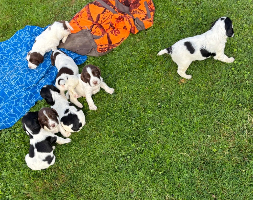 chiot English Springer Spaniel des Etangs de Dame Blanche