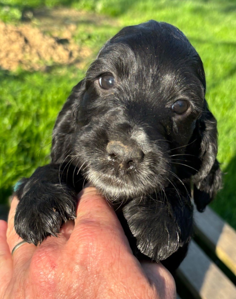 des Etangs de Dame Blanche - Chiot disponible  - Cocker Spaniel Anglais