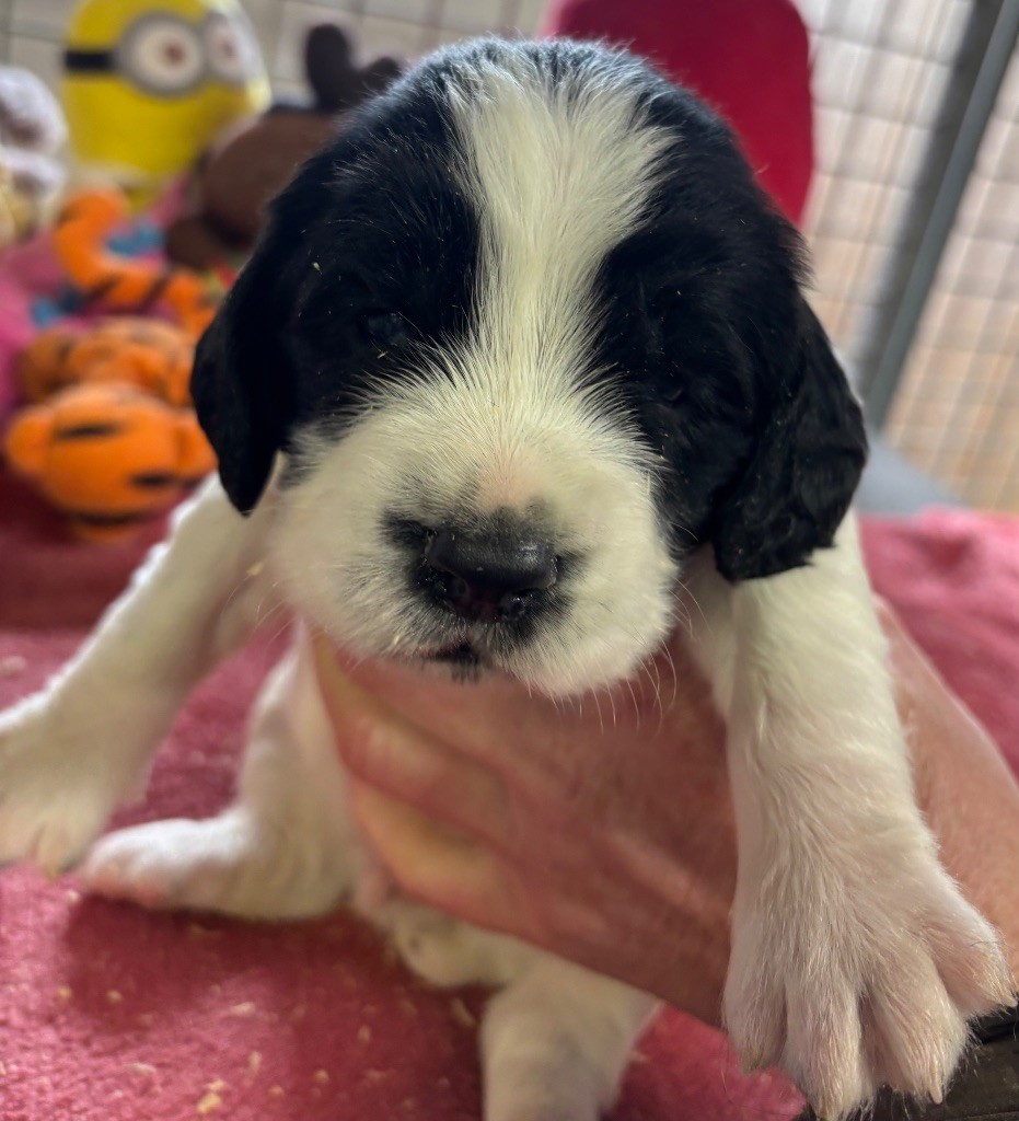 des Etangs de Dame Blanche - Chiot disponible  - English Springer Spaniel