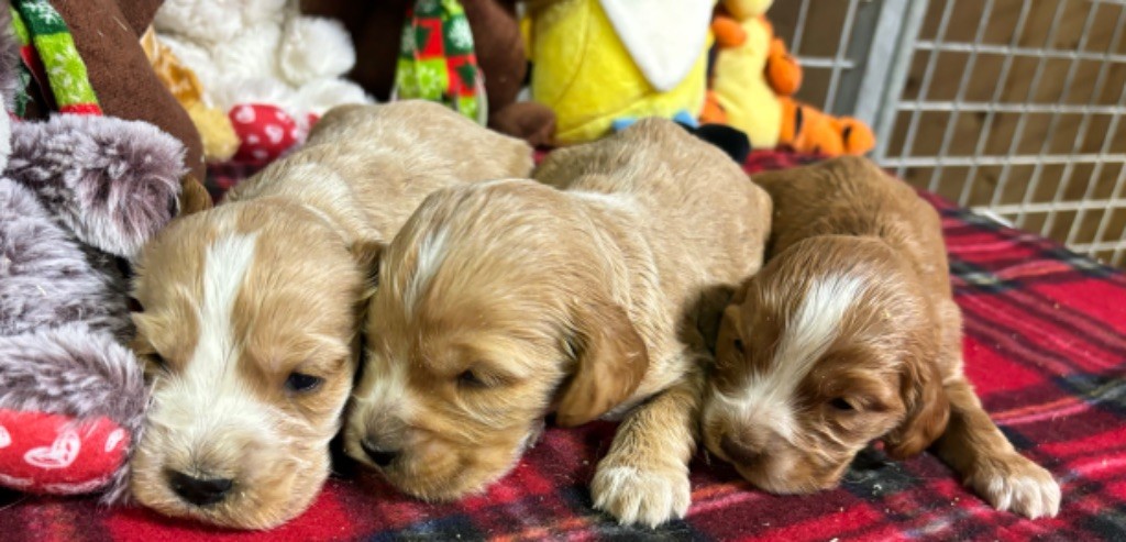 chiot Cocker Spaniel Anglais des Etangs de Dame Blanche