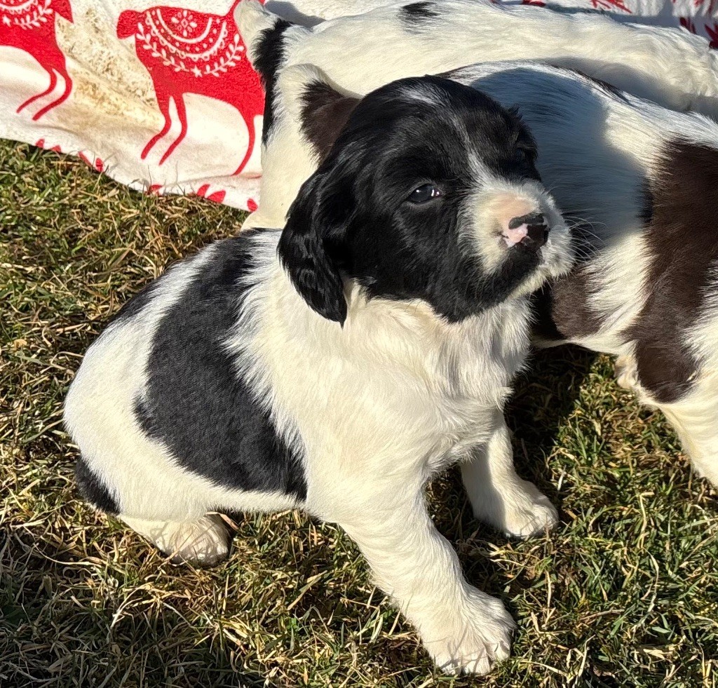 des Etangs de Dame Blanche - Chiot disponible  - English Springer Spaniel