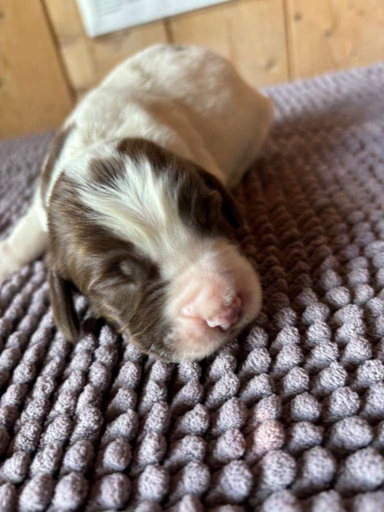 des Etangs de Dame Blanche - Chiot disponible  - English Springer Spaniel