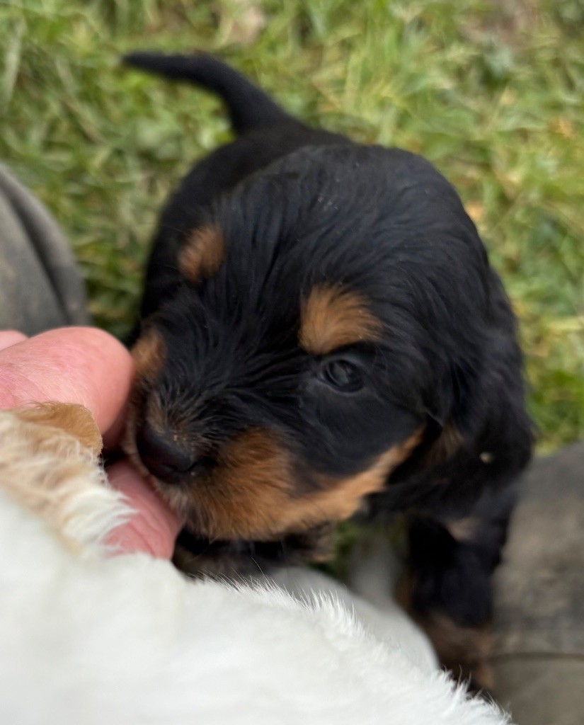 des Etangs de Dame Blanche - Chiot disponible  - Cocker Spaniel Anglais