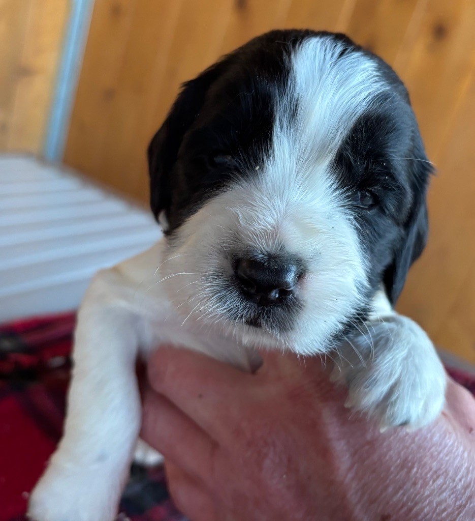 des Etangs de Dame Blanche - Chiot disponible  - English Springer Spaniel