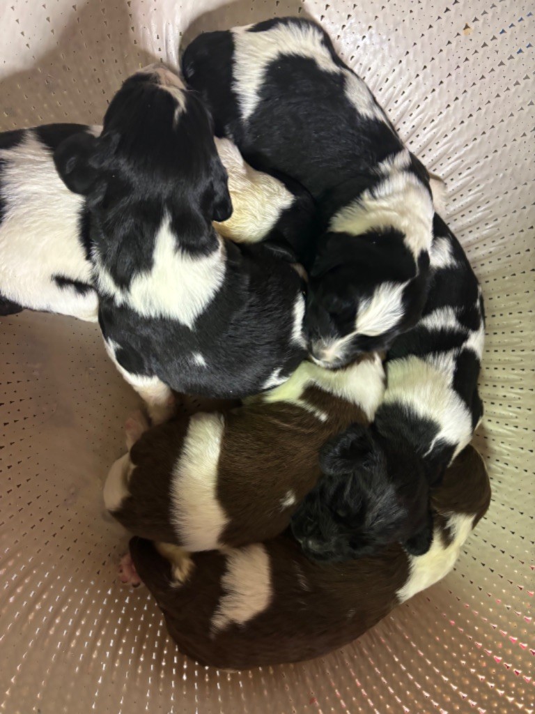 chiot English Springer Spaniel des Etangs de Dame Blanche