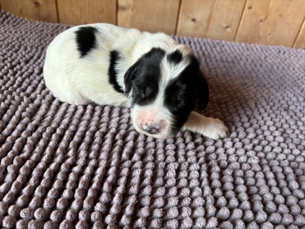 des Etangs de Dame Blanche - Chiot disponible  - English Springer Spaniel