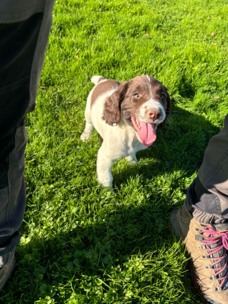 des Etangs de Dame Blanche - Chiot disponible  - English Springer Spaniel