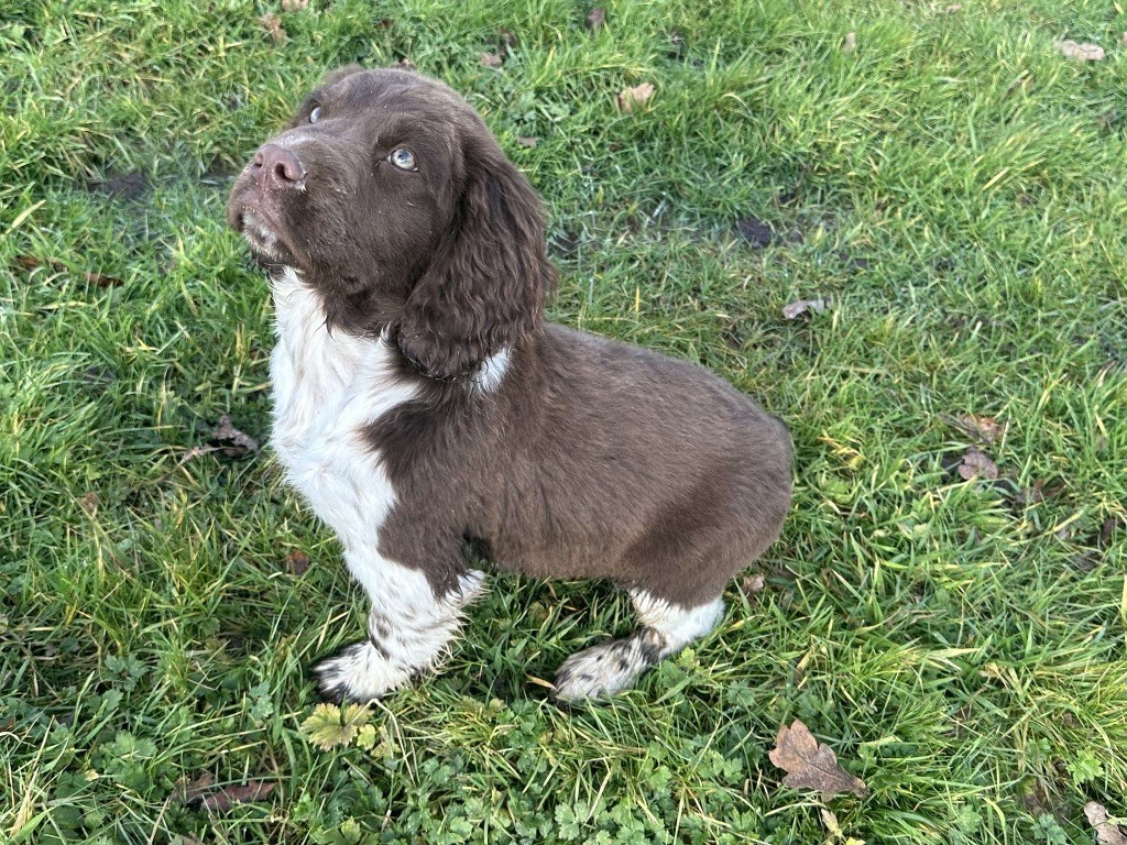 des Etangs de Dame Blanche - Chiot disponible  - English Springer Spaniel