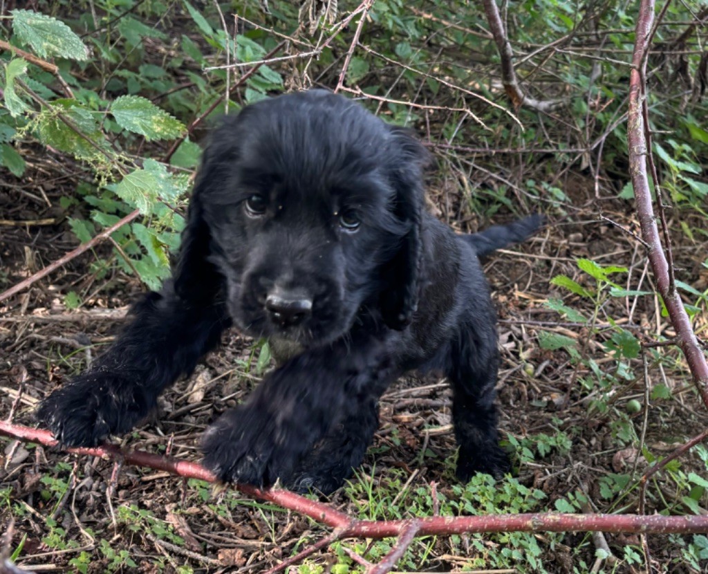 des Etangs de Dame Blanche - Chiot disponible  - Cocker Spaniel Anglais