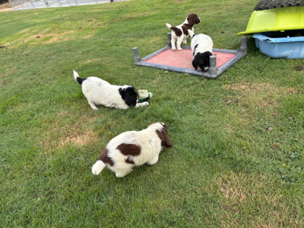 chiot English Springer Spaniel des Etangs de Dame Blanche