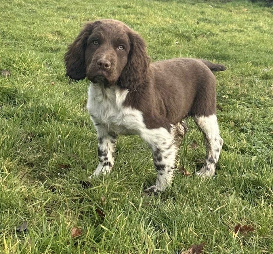 chiot English Springer Spaniel des Etangs de Dame Blanche