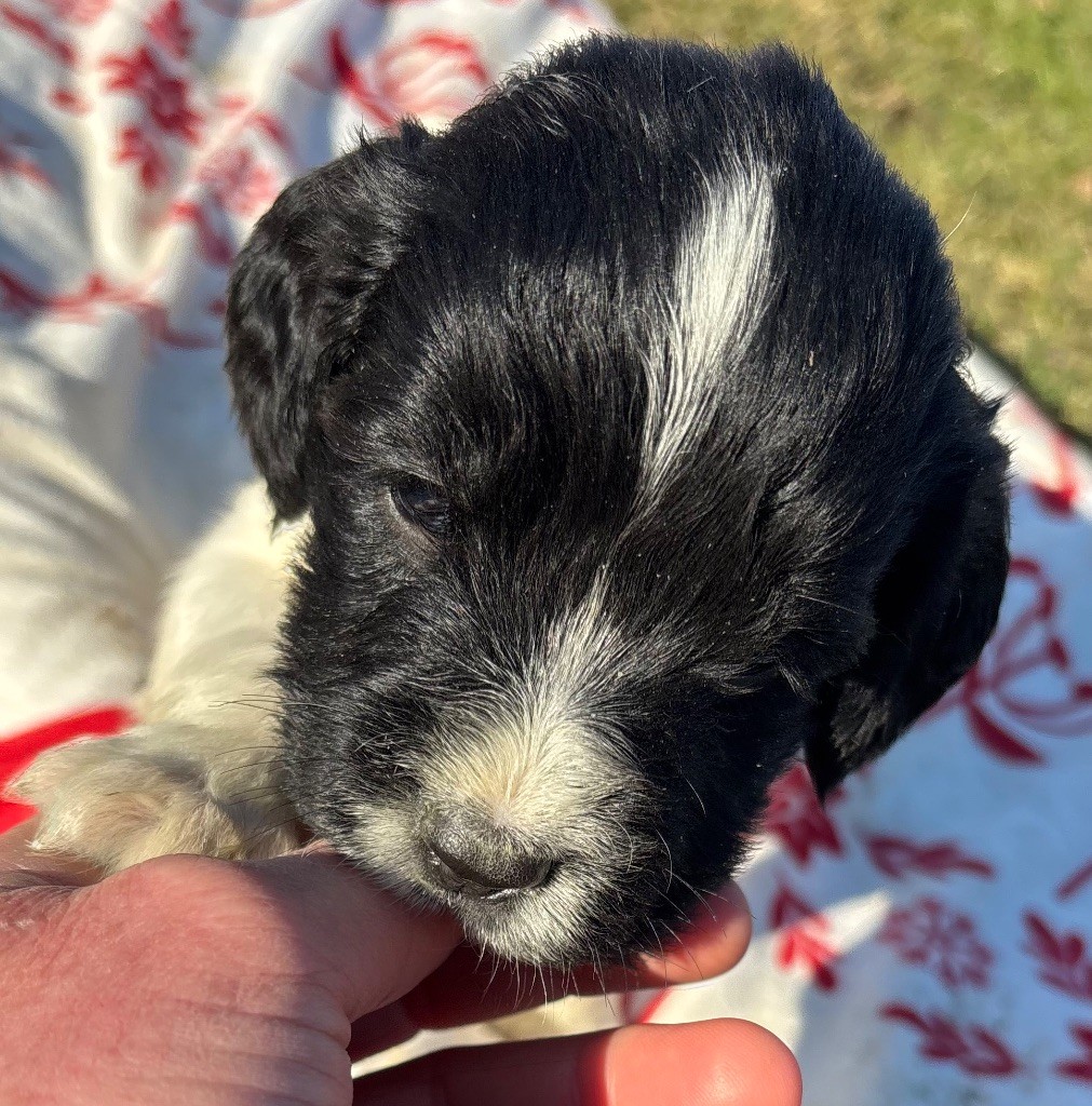 des Etangs de Dame Blanche - Chiot disponible  - English Springer Spaniel