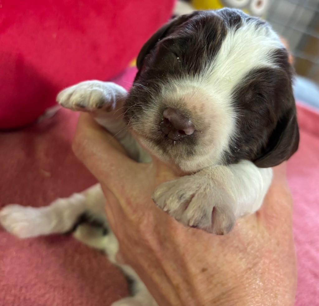 des Etangs de Dame Blanche - Chiot disponible  - English Springer Spaniel