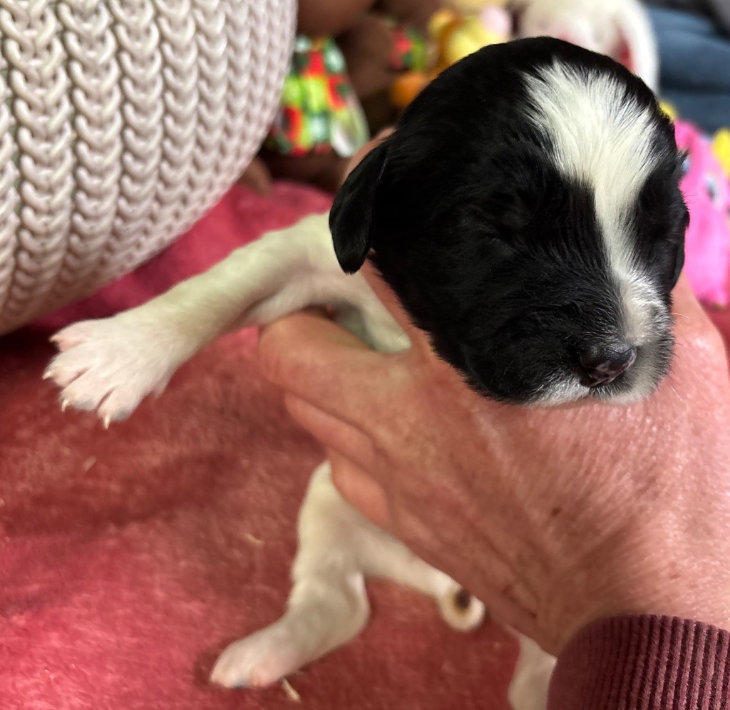 des Etangs de Dame Blanche - Chiot disponible  - English Springer Spaniel