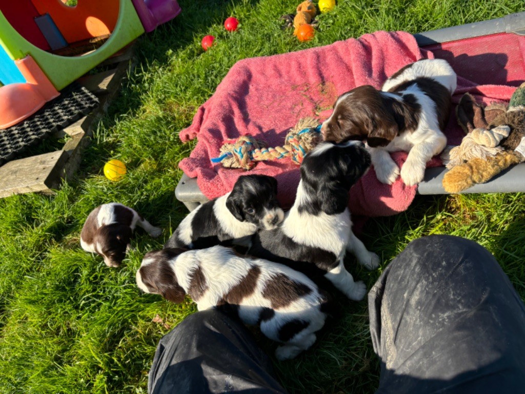 chiot English Springer Spaniel des Etangs de Dame Blanche