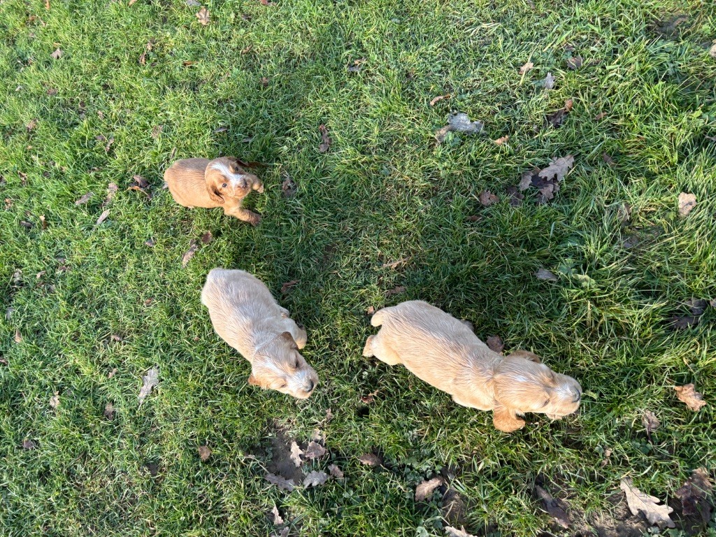 chiot Cocker Spaniel Anglais des Etangs de Dame Blanche