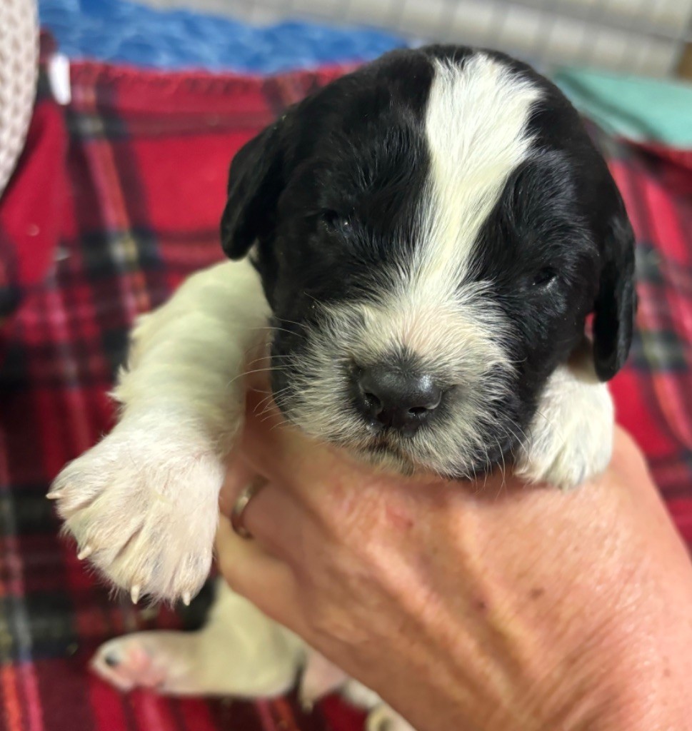 des Etangs de Dame Blanche - Chiot disponible  - English Springer Spaniel