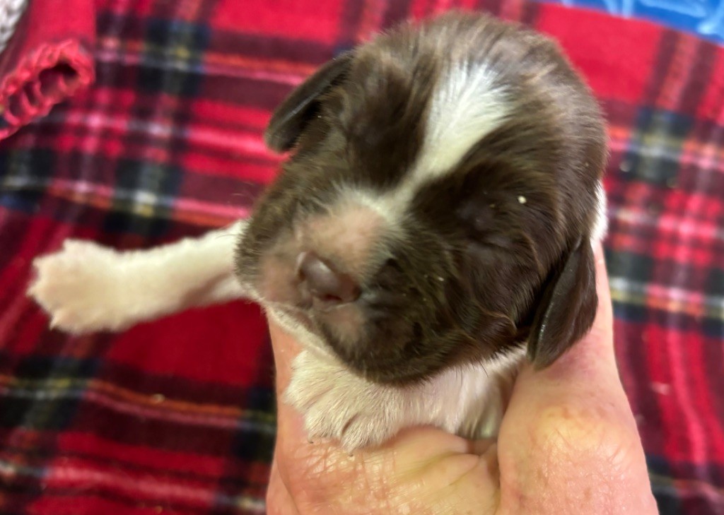 des Etangs de Dame Blanche - Chiot disponible  - English Springer Spaniel