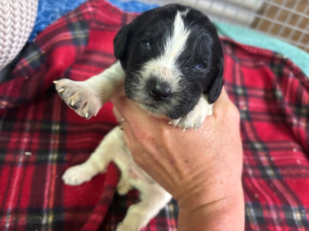 des Etangs de Dame Blanche - Chiot disponible  - English Springer Spaniel