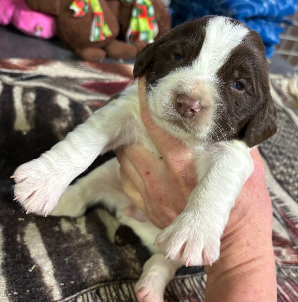 des Etangs de Dame Blanche - Chiot disponible  - English Springer Spaniel