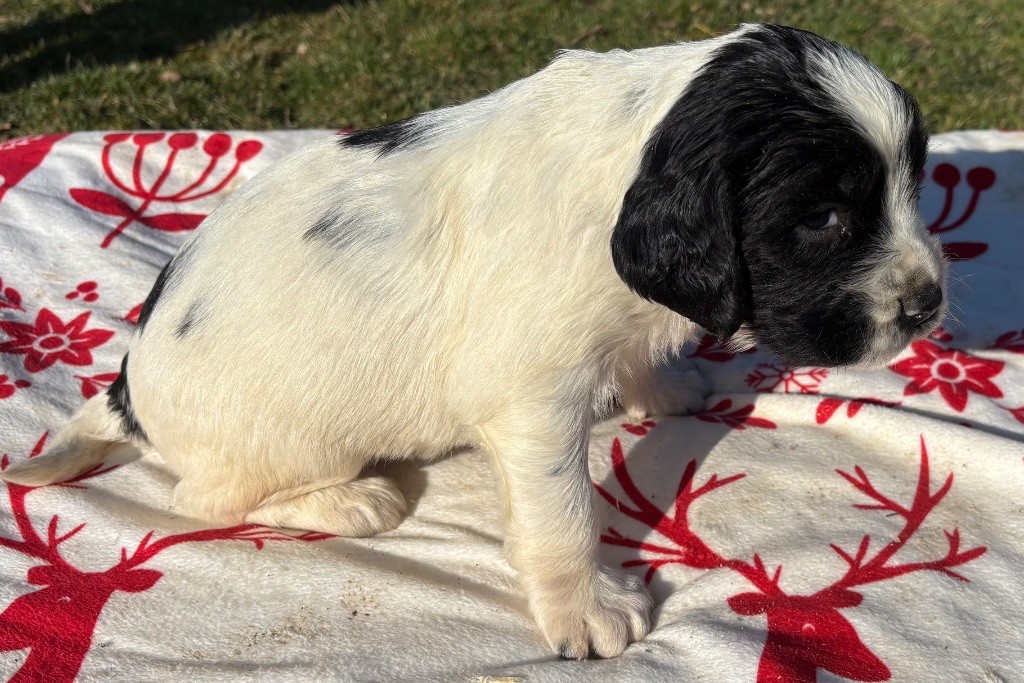 des Etangs de Dame Blanche - Chiot disponible  - English Springer Spaniel