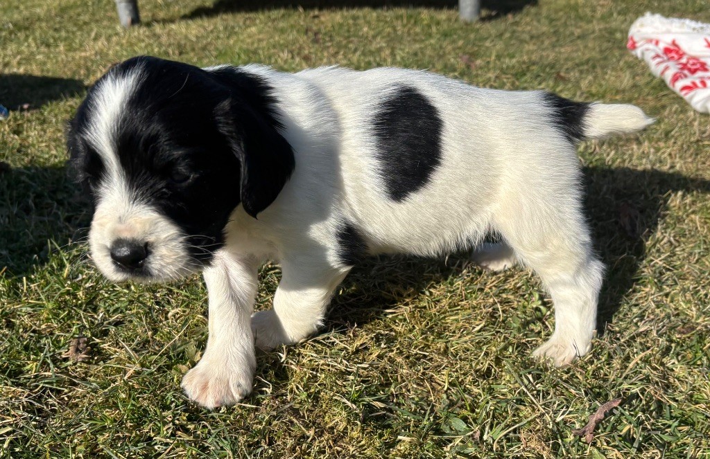 des Etangs de Dame Blanche - Chiot disponible  - English Springer Spaniel