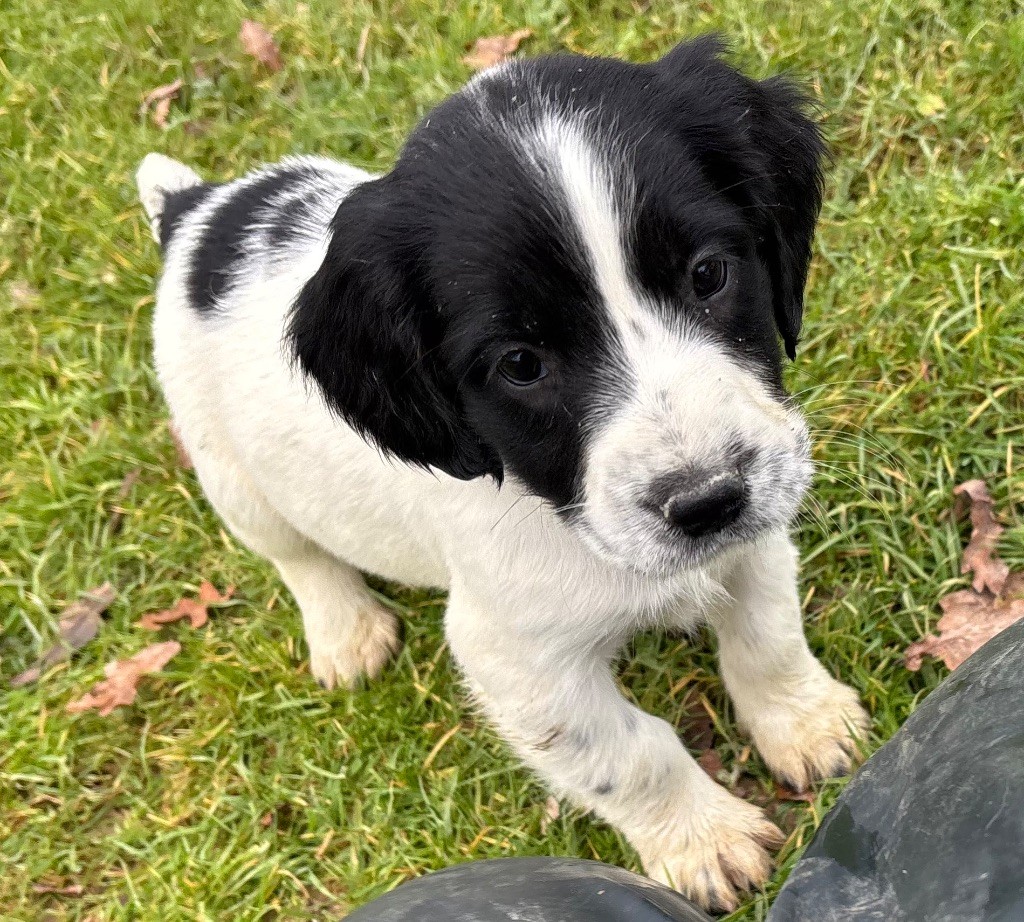 des Etangs de Dame Blanche - Chiot disponible  - English Springer Spaniel