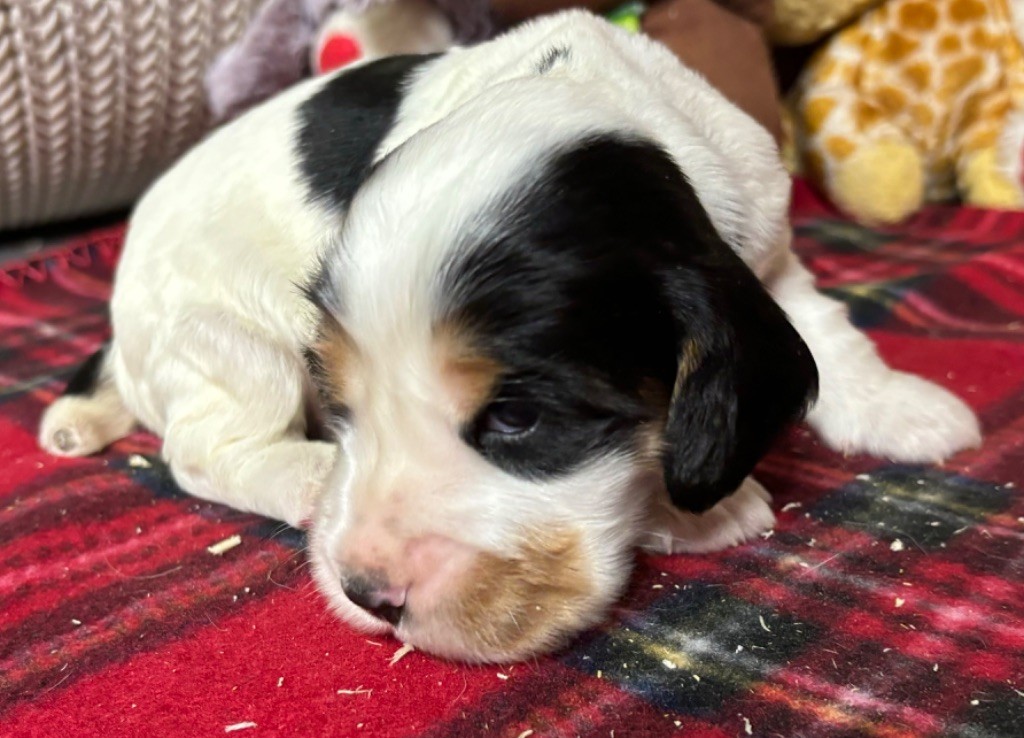 des Etangs de Dame Blanche - Chiot disponible  - Cocker Spaniel Anglais