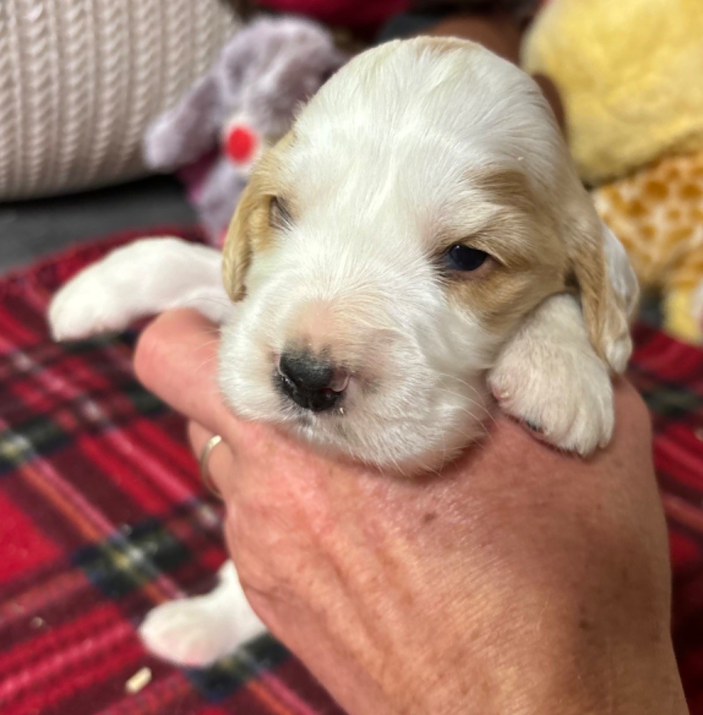 des Etangs de Dame Blanche - Chiot disponible  - Cocker Spaniel Anglais