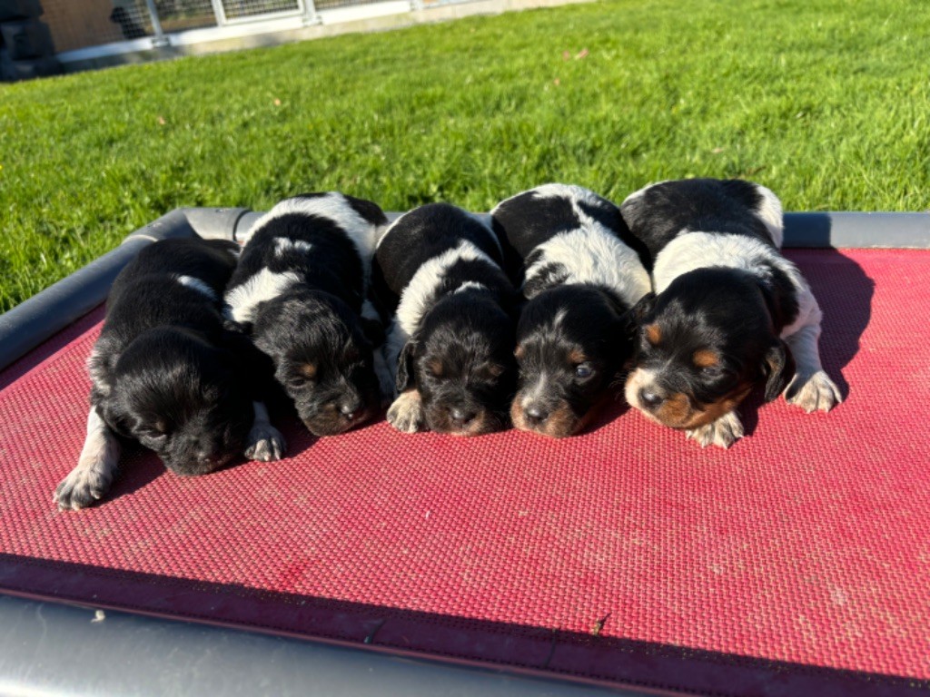 chiot Epagneul Breton des Etangs de Dame Blanche