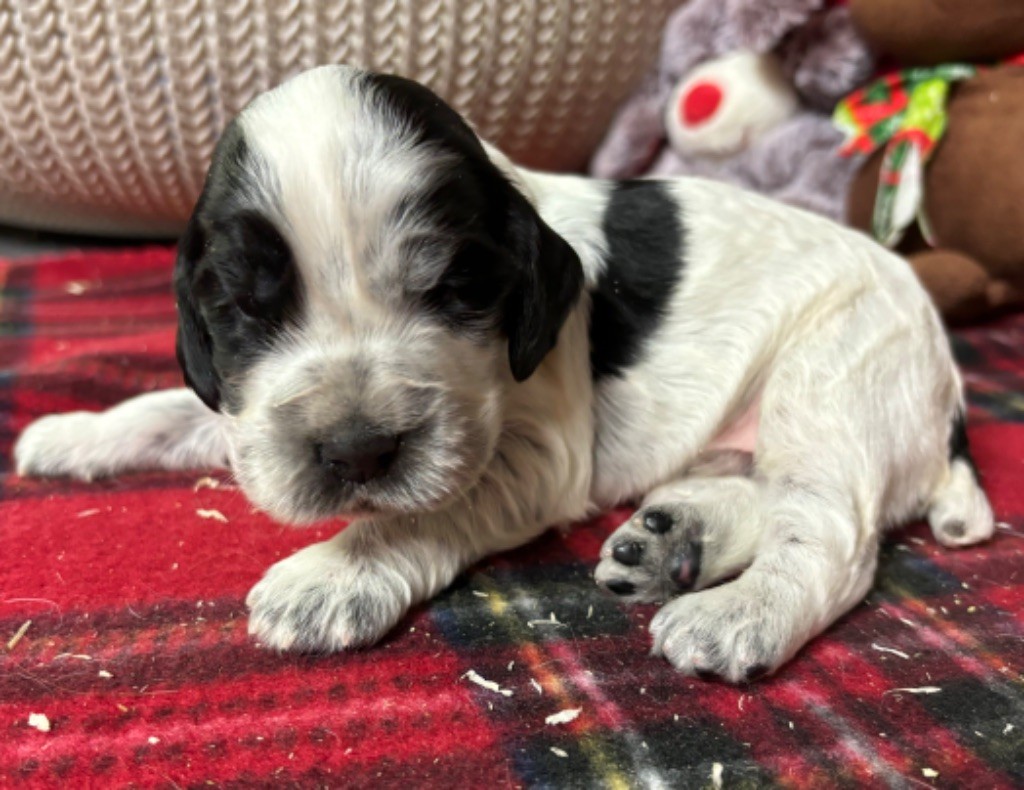 des Etangs de Dame Blanche - Chiot disponible  - Cocker Spaniel Anglais