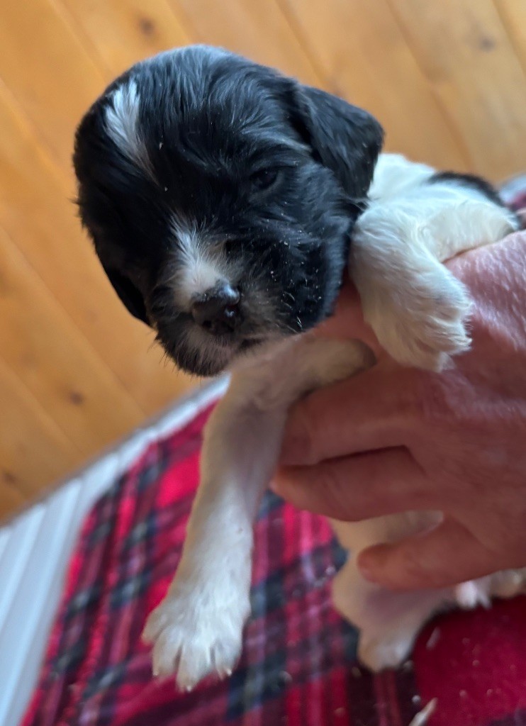 des Etangs de Dame Blanche - Chiot disponible  - English Springer Spaniel