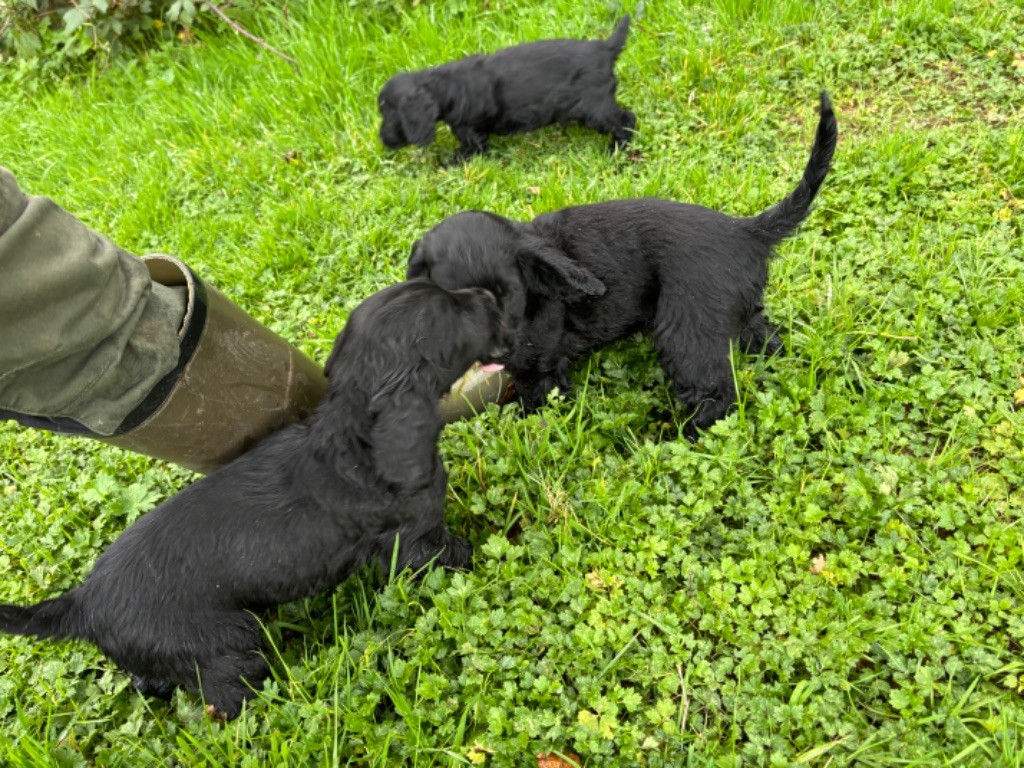 chiot Cocker Spaniel Anglais des Etangs de Dame Blanche