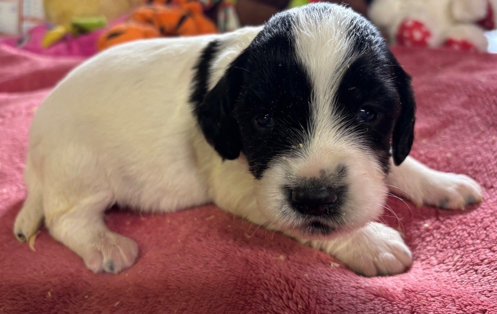 des Etangs de Dame Blanche - Chiot disponible  - English Springer Spaniel