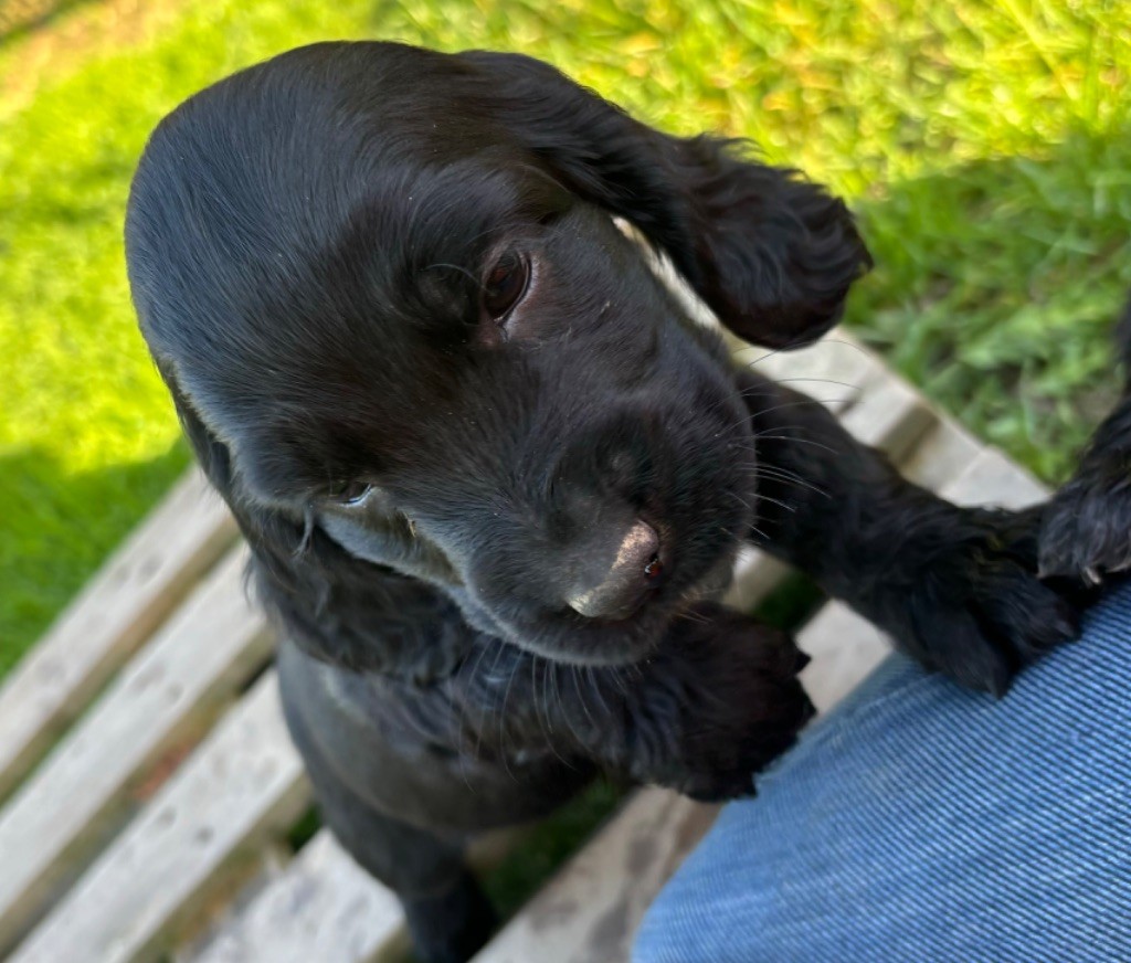 des Etangs de Dame Blanche - Chiot disponible  - Cocker Spaniel Anglais