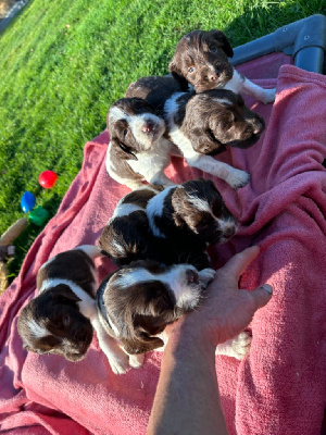 des Etangs de Dame Blanche - English Springer Spaniel - Portée née le 11/10/2024