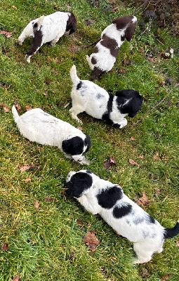 des Etangs de Dame Blanche - English Springer Spaniel - Portée née le 13/12/2024