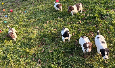 des Etangs de Dame Blanche - English Springer Spaniel - Portée née le 31/10/2024