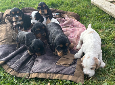 des Etangs de Dame Blanche - Cocker Spaniel Anglais - Portée née le 09/11/2024