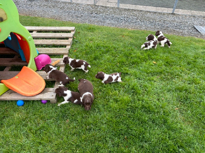 des Etangs de Dame Blanche - English Springer Spaniel - Portée née le 11/10/2024