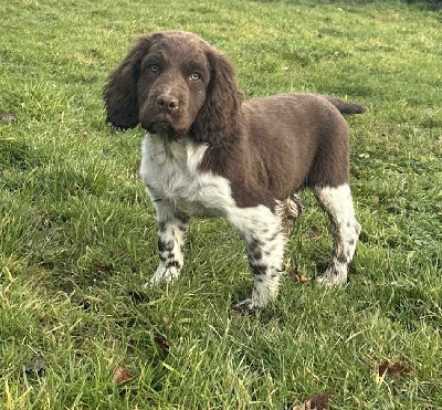 des Etangs de Dame Blanche - English Springer Spaniel - Portée née le 11/10/2024