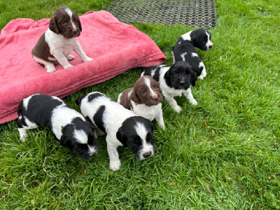 des Etangs de Dame Blanche - English Springer Spaniel - Portée née le 24/10/2024