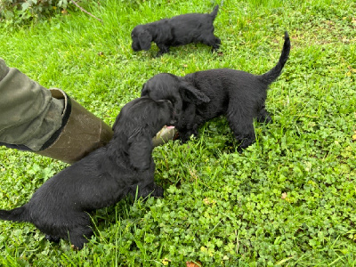 des Etangs de Dame Blanche - Cocker Spaniel Anglais - Portée née le 11/09/2024