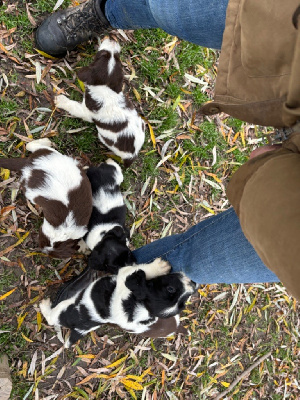 des Etangs de Dame Blanche - English Springer Spaniel - Portée née le 11/10/2024