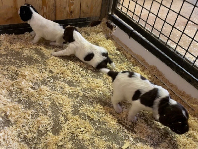 des Etangs de Dame Blanche - English Springer Spaniel - Portée née le 31/10/2024