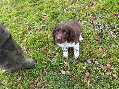 des Etangs de Dame Blanche - English Springer Spaniel - Portée née le 11/10/2024