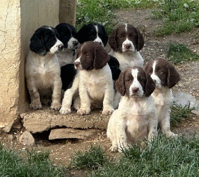 des Etangs de Dame Blanche - English Springer Spaniel - Portée née le 26/08/2024