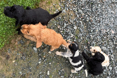 des Etangs de Dame Blanche - Cocker Spaniel Anglais - Portée née le 28/08/2024